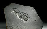 Museum Quality Armored Fish Fossil - Scotland #5968-1